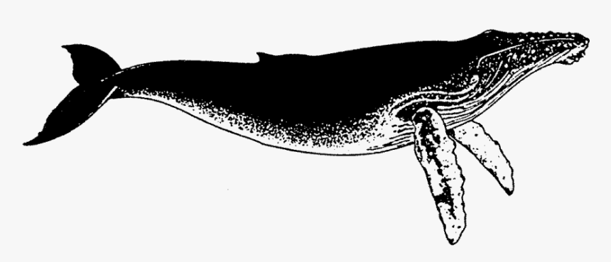 Humped Back Whale Rubber Stamp 
 Title Humped Back - Humpback Whale, HD Png Download