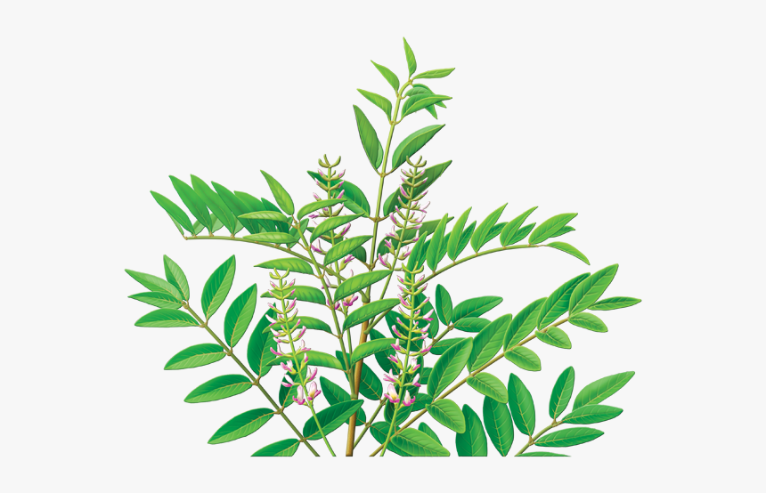 Licorice Root Tea, HD Png Download