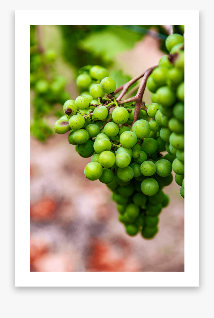 Visuals1-min - Seedless Fruit, HD Png Download