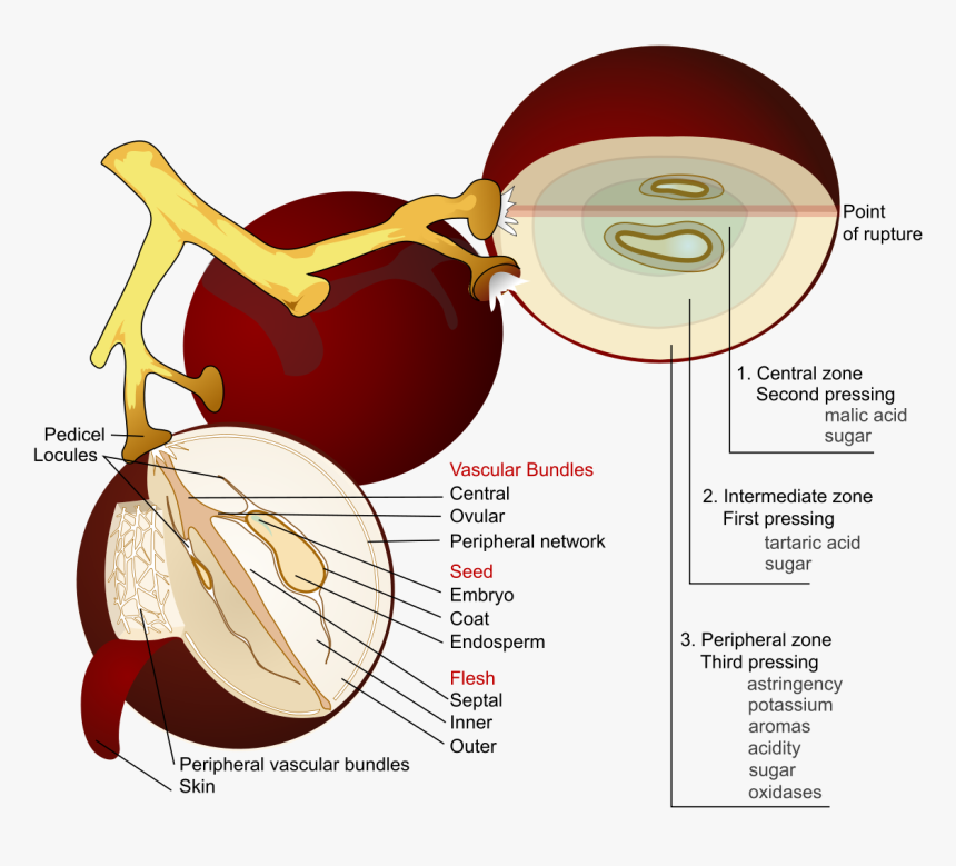 Wine Grape Diagram En - Anatomy Of A Grape, HD Png Download