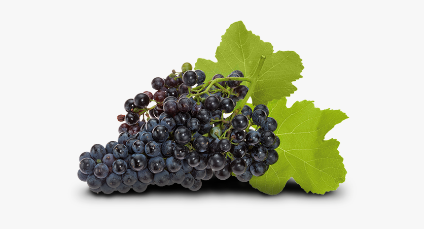 Seedless Fruit, HD Png Download