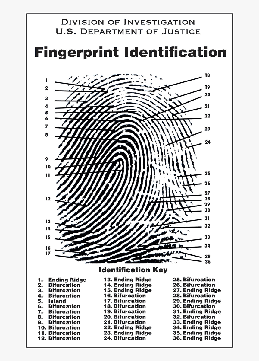 12 Characteristics Of A Fingerprint, HD Png Download