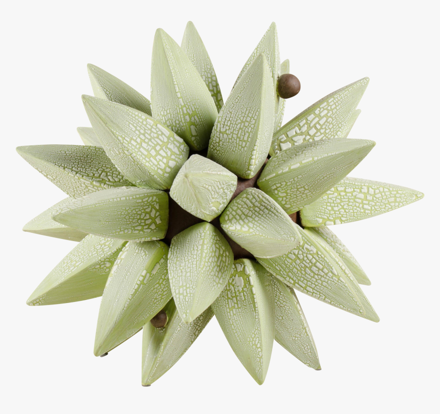 Bromelia, HD Png Download