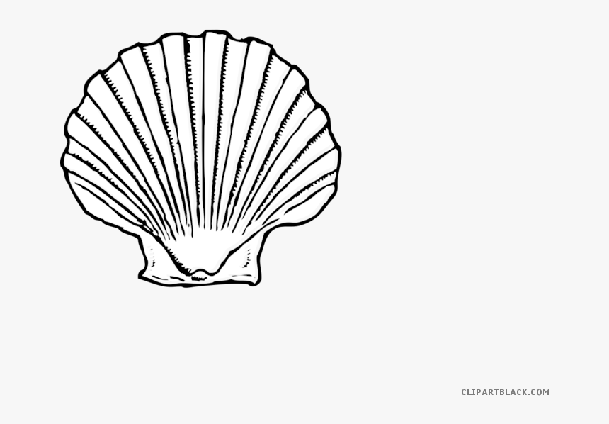 Black And White Seashell Animal Free Black White Clipart - Seashell Black And White, HD Png Download
