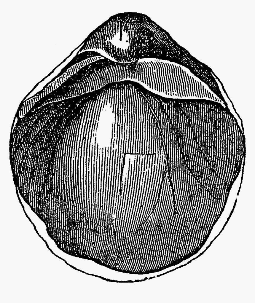 Circle, HD Png Download