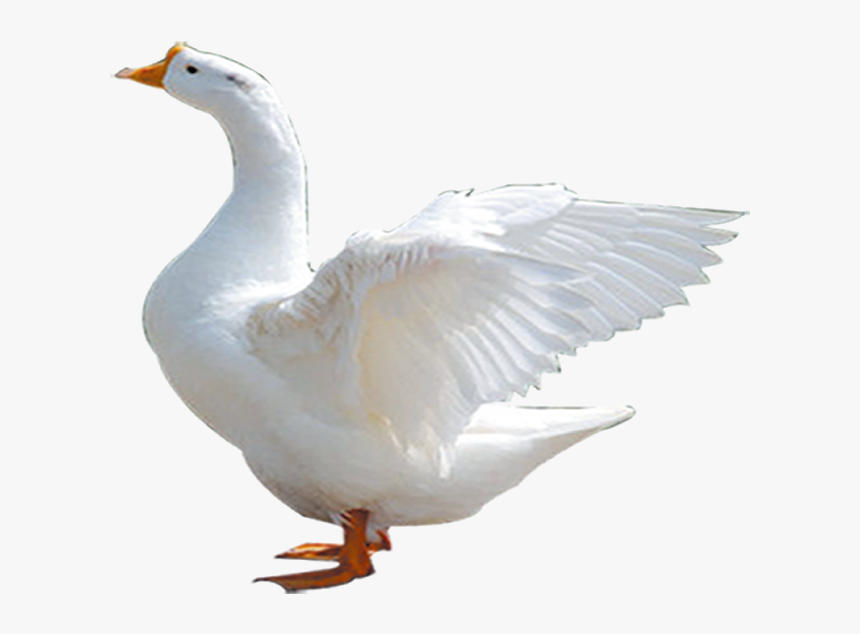 Transparent White Duck Png, Png Download