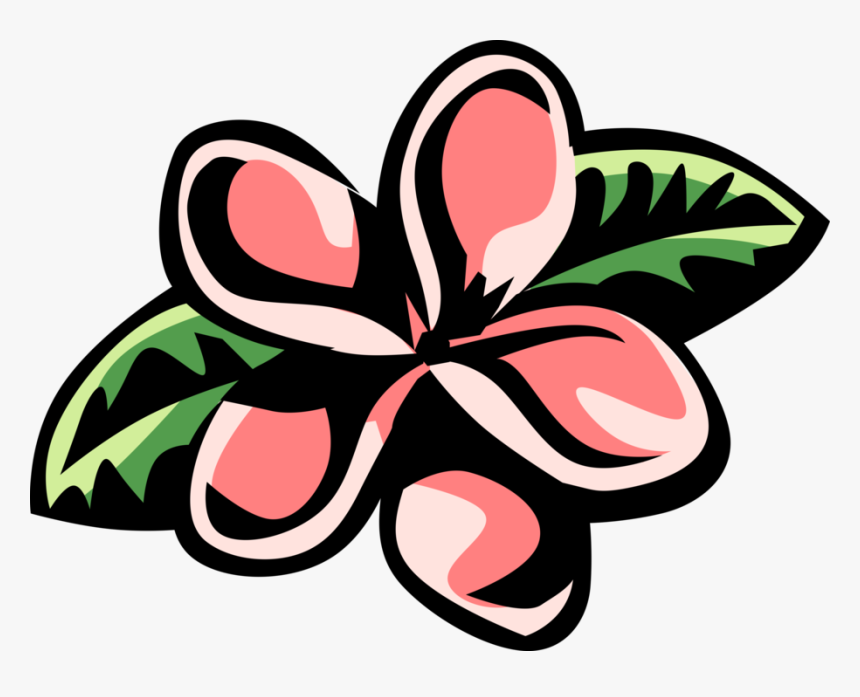 Caribbean Flowering Plant Image Illustration Of Botanical - Plumeria Clip Art, HD Png Download
