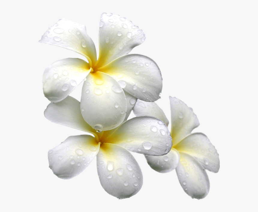 White Exotic Flower Png, Transparent Png