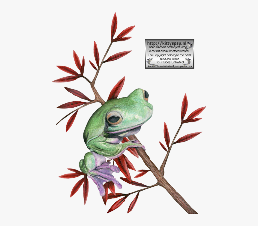 Kittys-frogs - Pine Barrens Treefrog, HD Png Download