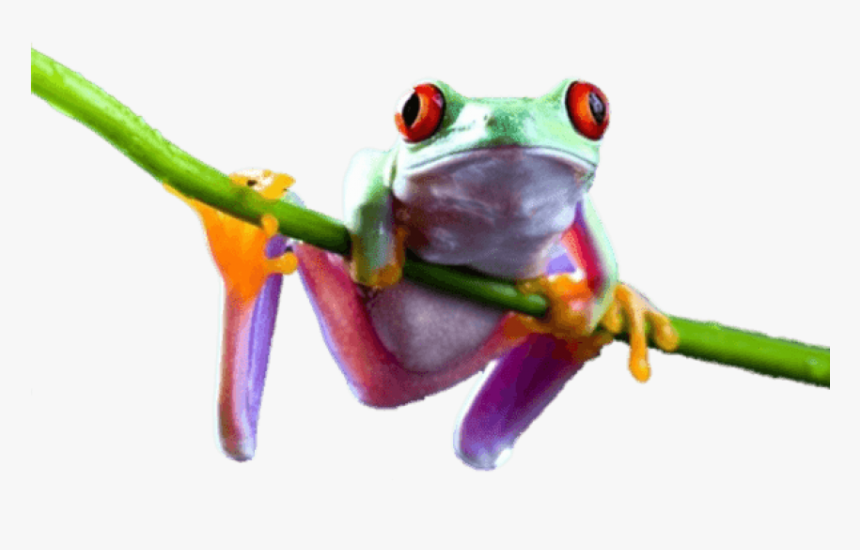 Free Png Download Frog On Branch Png Images Background - Tree Frog Transparent Background, Png Download