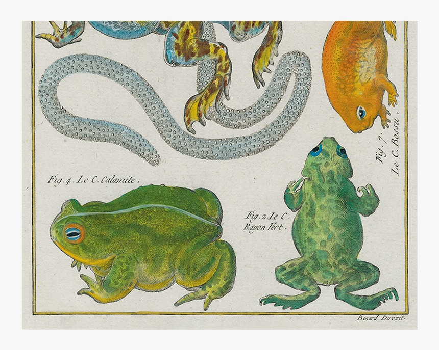 Barking Tree Frog, HD Png Download