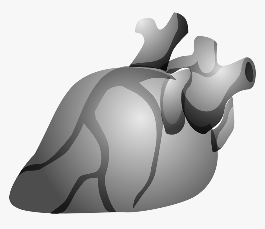Heart, Organ, Anatomy, Human, Body, Cardiology - Jantung Kartun Hitam Putih, HD Png Download