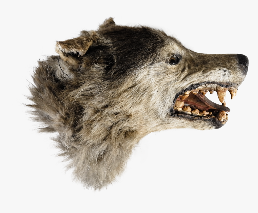 Cat Yawns, HD Png Download