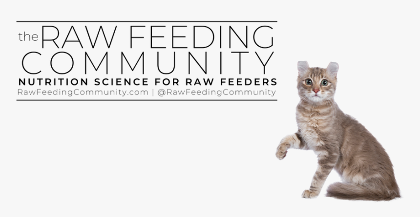 Transparent Wolf Teeth Png - American Curl, Png Download