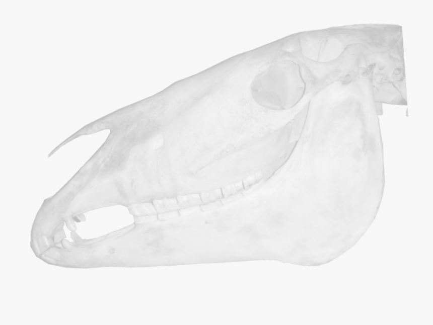 Sketch, HD Png Download