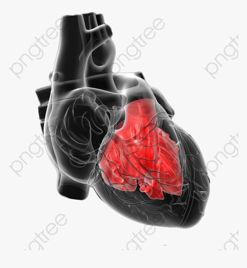 Human Heart Clipart Png - Heart, Transparent Png