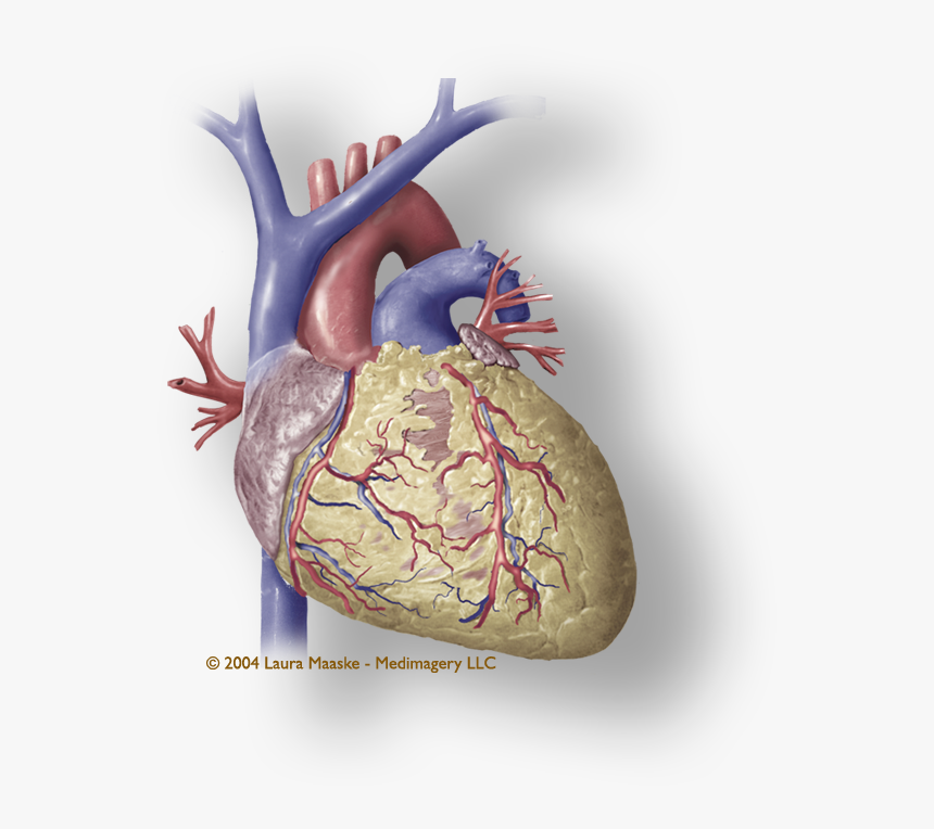 Heart Muscle Png - Coronary Human Heart Png, Transparent Png