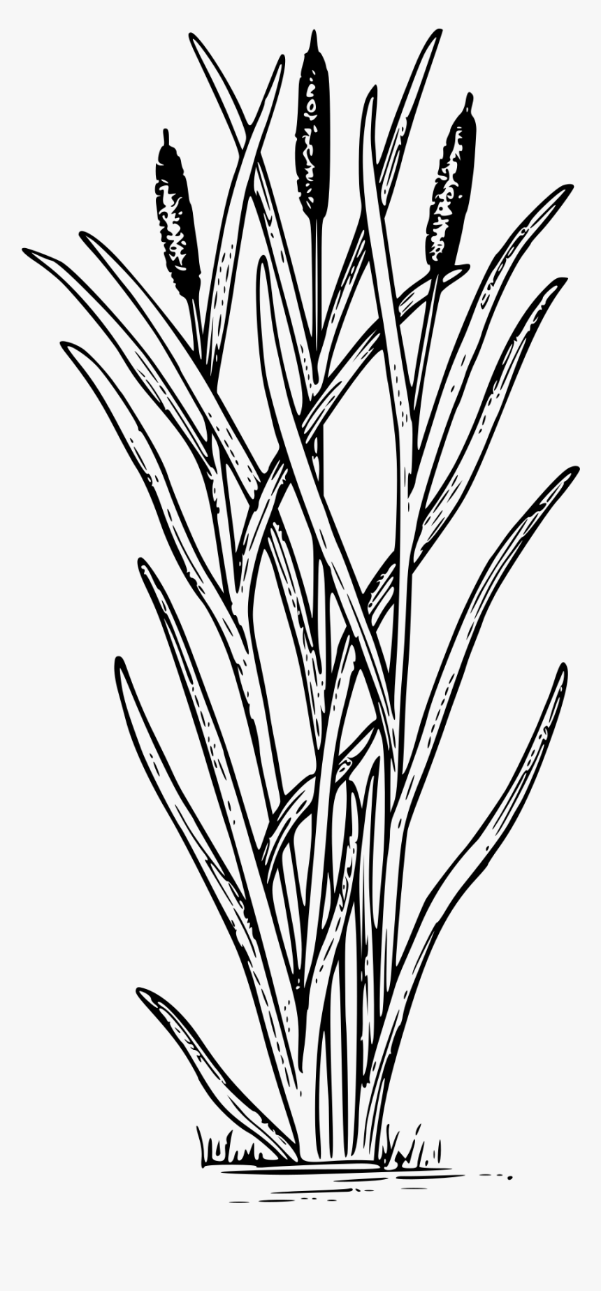 Cattail Clipart, HD Png Download