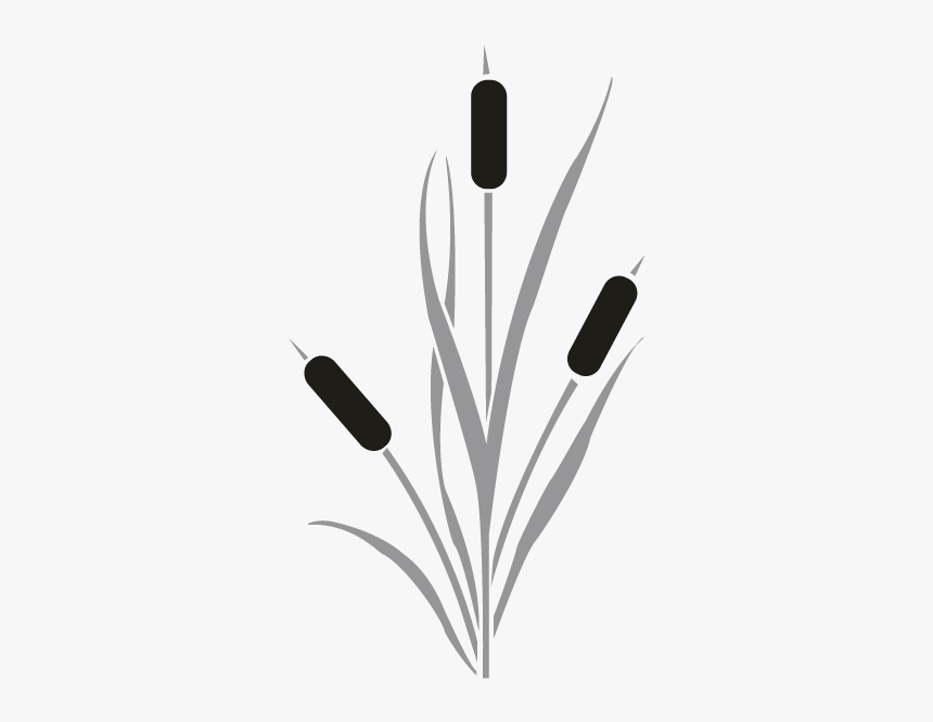 Cattail Drawing Clip Art - Cattail Reeds Silhouette, HD Png Download