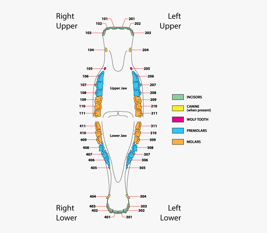 Horse Dental Formula, HD Png Download