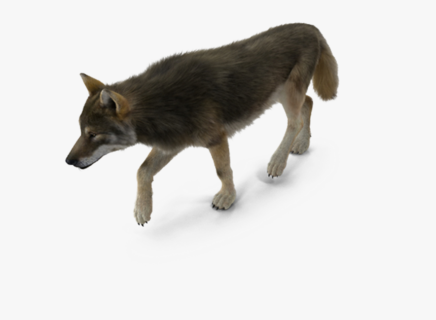 Dog Breed Coyote - American Bison Png, Transparent Png