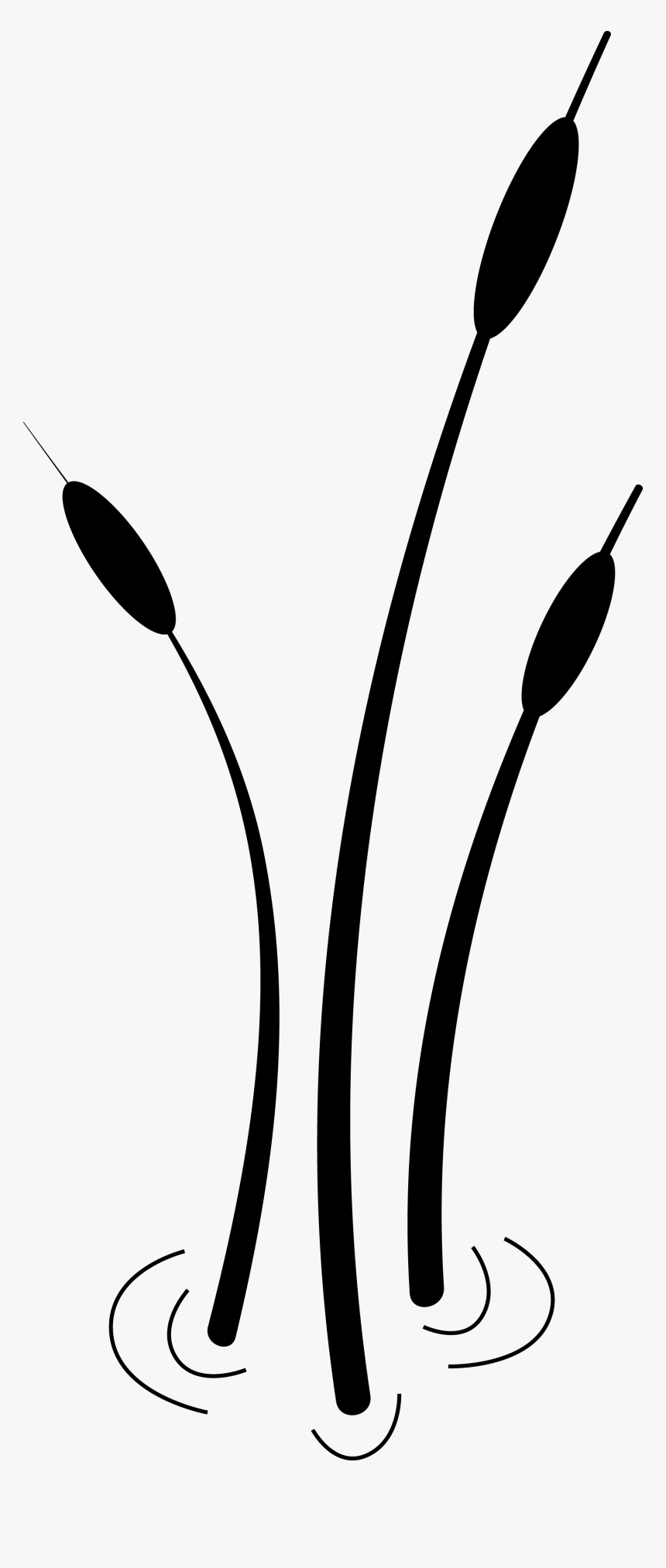 Cattail Globe Algae Clip Art, HD Png Download
