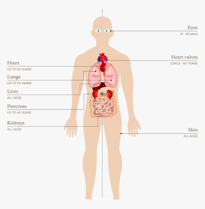 Org091 Organs And Tissues That Can Be Donated In New - Organs Can Be Donated Uk, HD Png Download