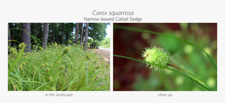 Grass, HD Png Download
