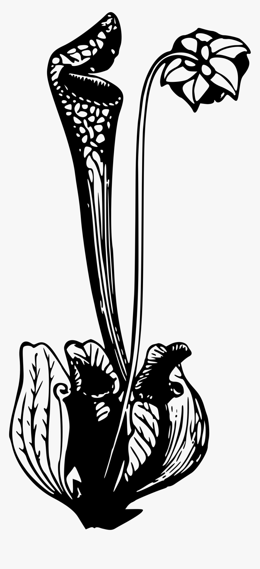 Pitcher Plant Clip Arts - Plants, HD Png Download