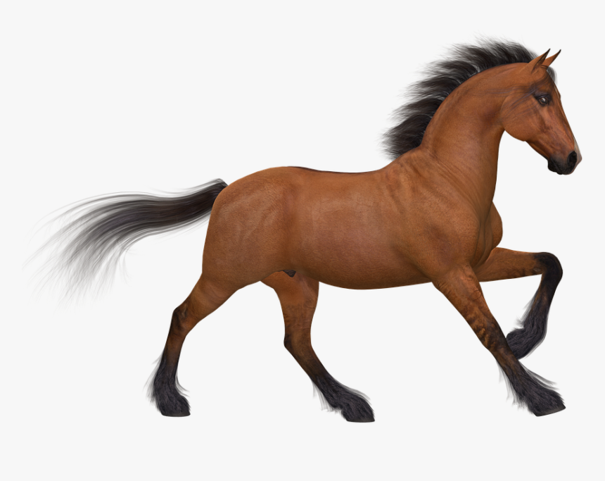 Horse Png Image - Silhouette Of Animals Png, Transparent Png