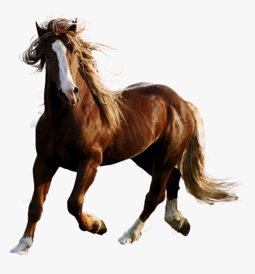 Horse Png Image - Horse In Nature, Transparent Png