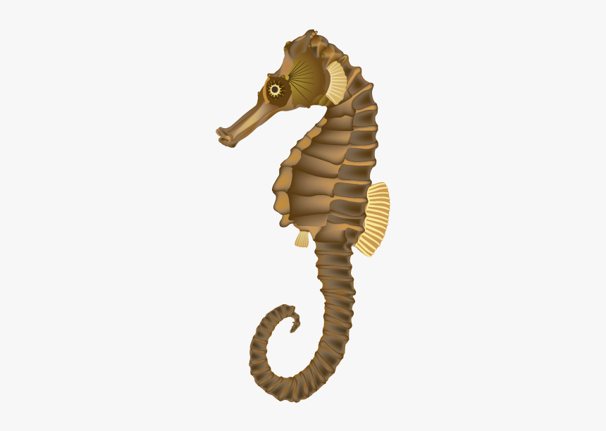 Sea Horse Png - Sea Horse Transparent Png, Png Download