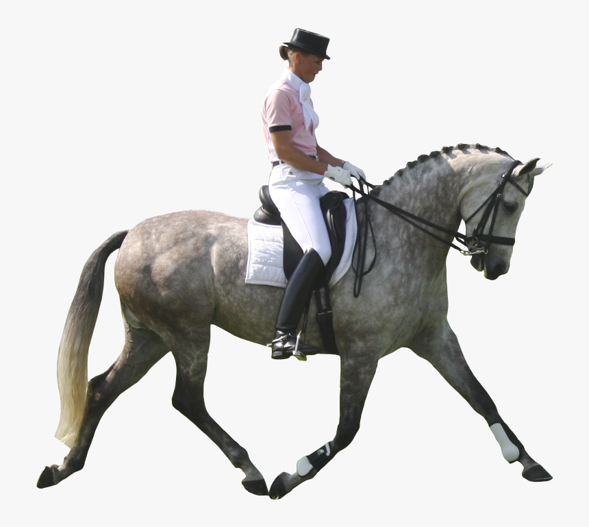 Dressage Horse Png - Dressage Horse White Background, Transparent Png