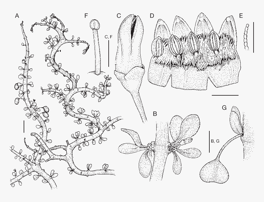 Drawing, HD Png Download