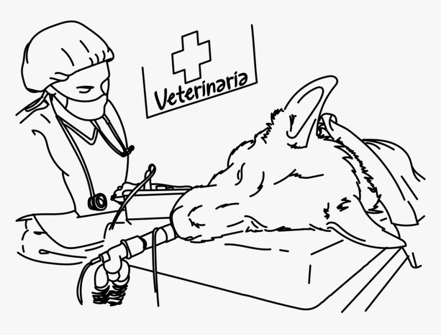 Veterinary, Operation, Dog, Surgery, Pet - Dog Surgery Drawing, HD Png Download