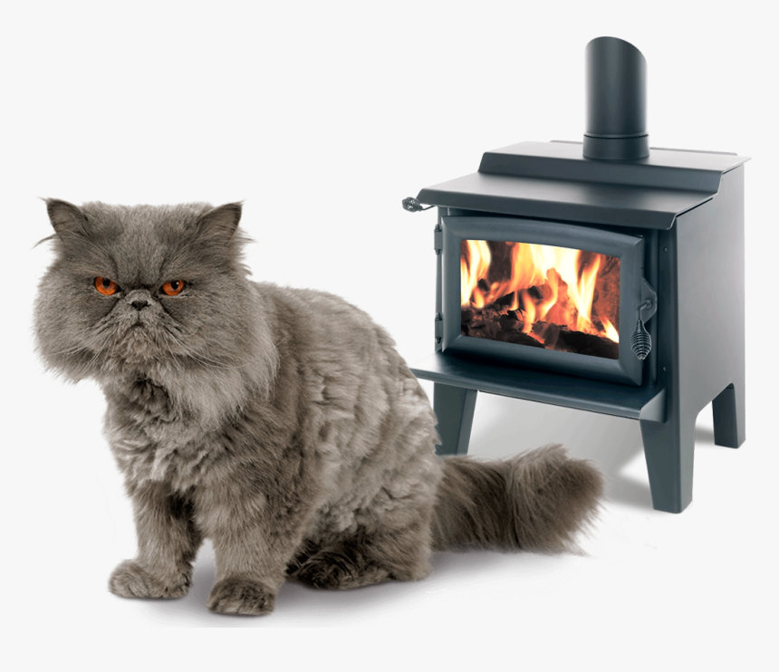 Persijska Macka, HD Png Download