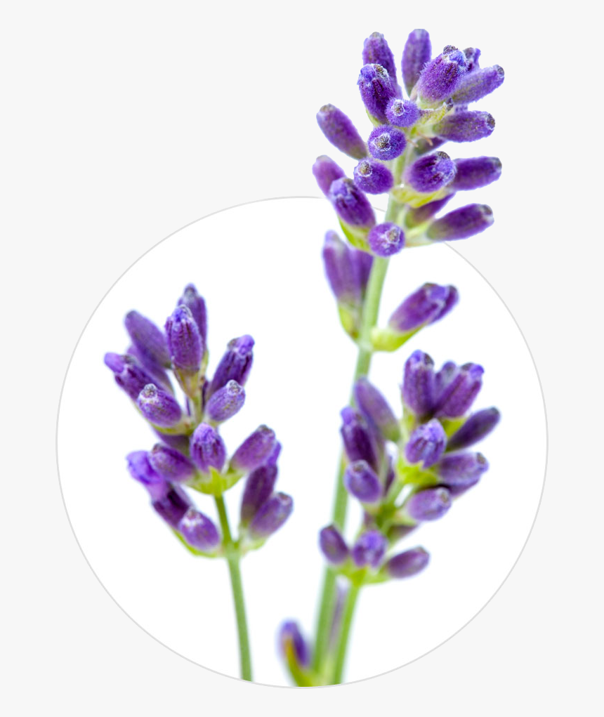 English Lavender Flower Stock Photography Lavender - Lavender, HD Png Download