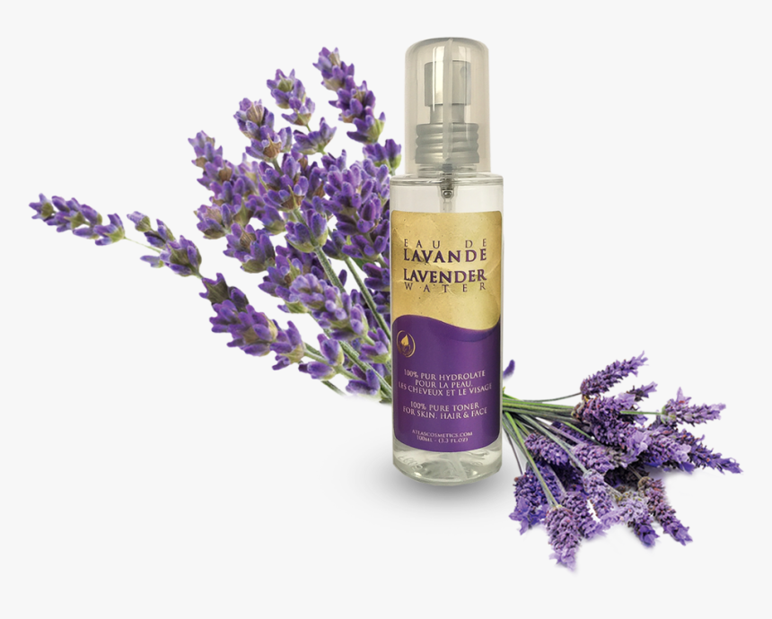 Transparent Lavender Flower Png - English Lavender, Png Download
