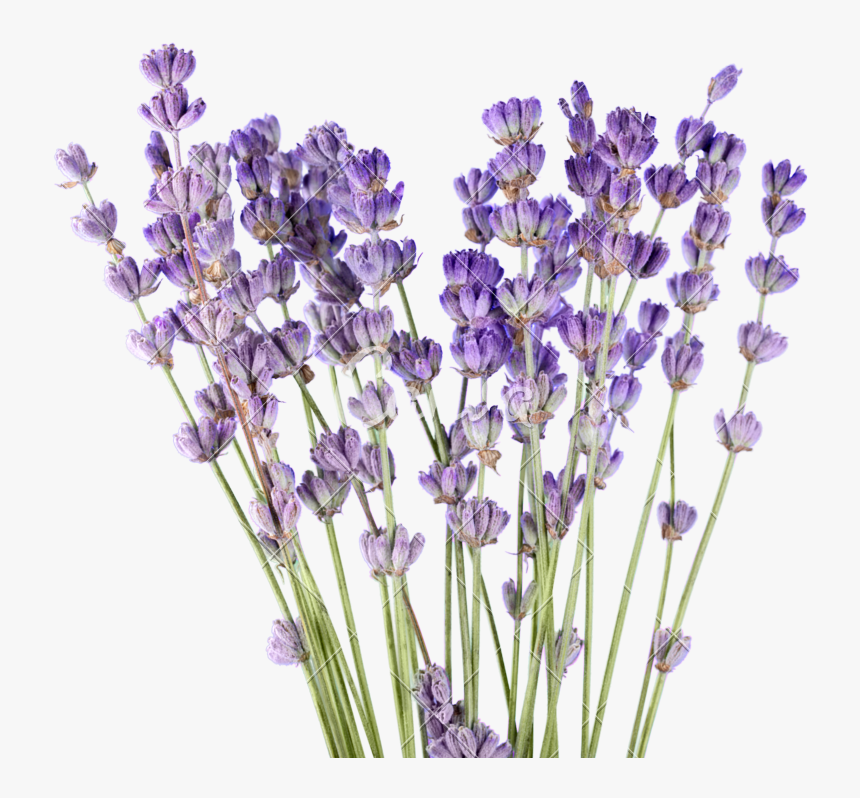 Clip Art Png For Free - Lavender, Transparent Png
