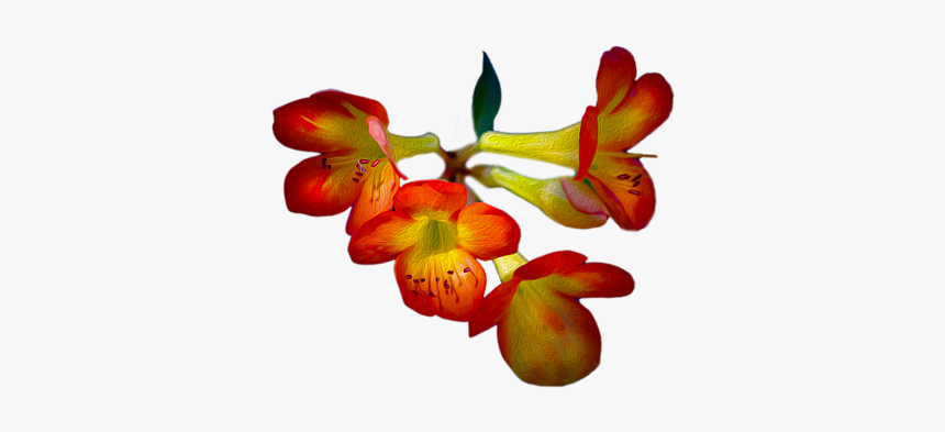 Cattleya, HD Png Download