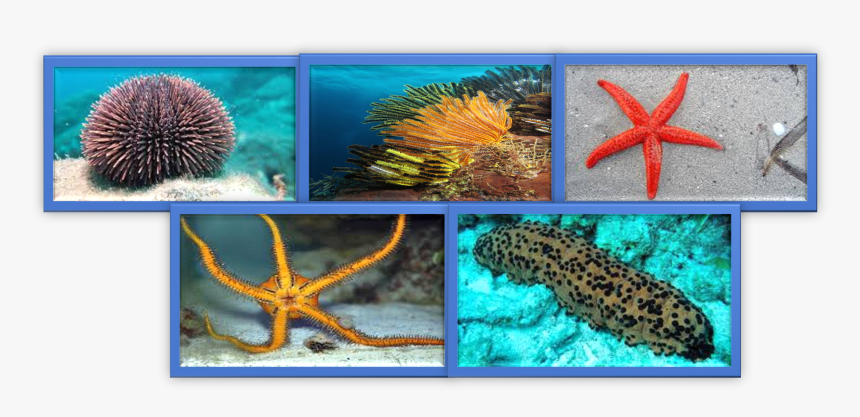 Imagen1 - Marine Biology, HD Png Download