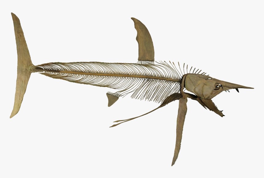 Protosphyraena Perniciosa, HD Png Download