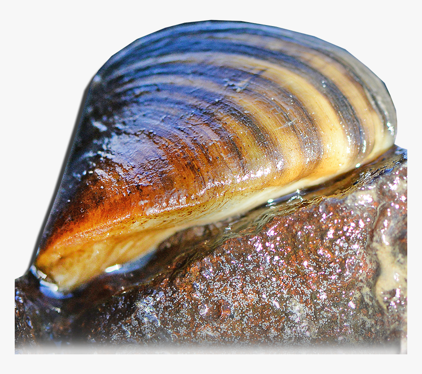 Zebra Mussel - Aquatic Nuisances, HD Png Download