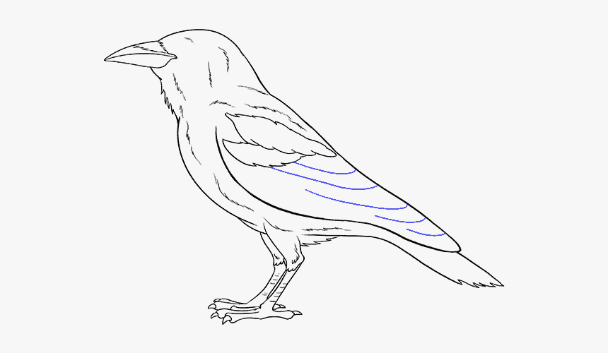 How To Draw Raven - Drawing, HD Png Download