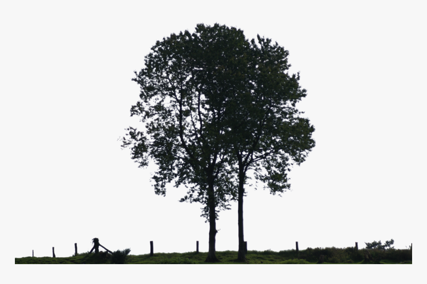 Thumb Image - Black And White Tree For Photoshop, HD Png Download