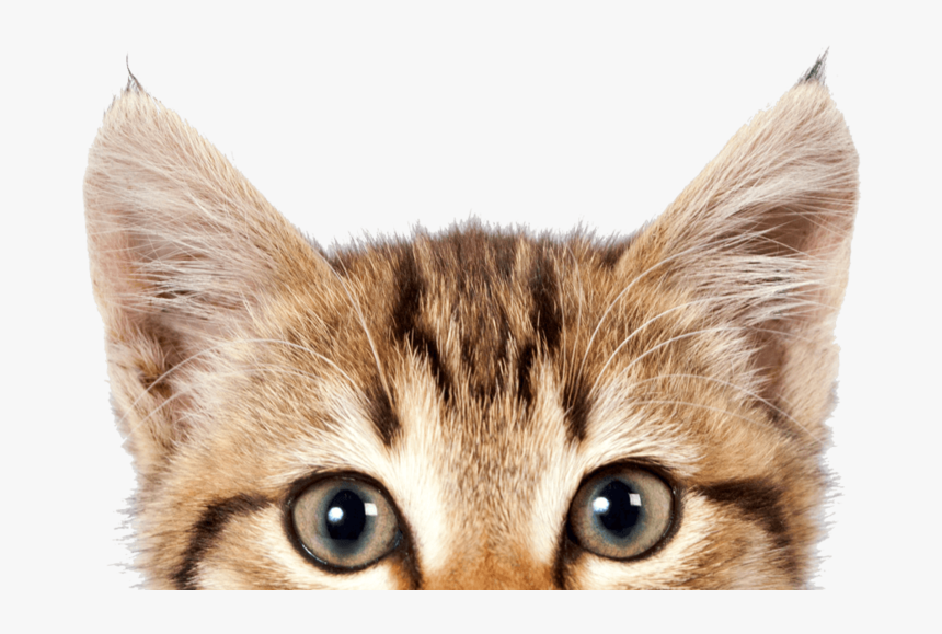 Cat Png, Download Png Image With Transparent Background, - International Cat Day 2019, Png Download