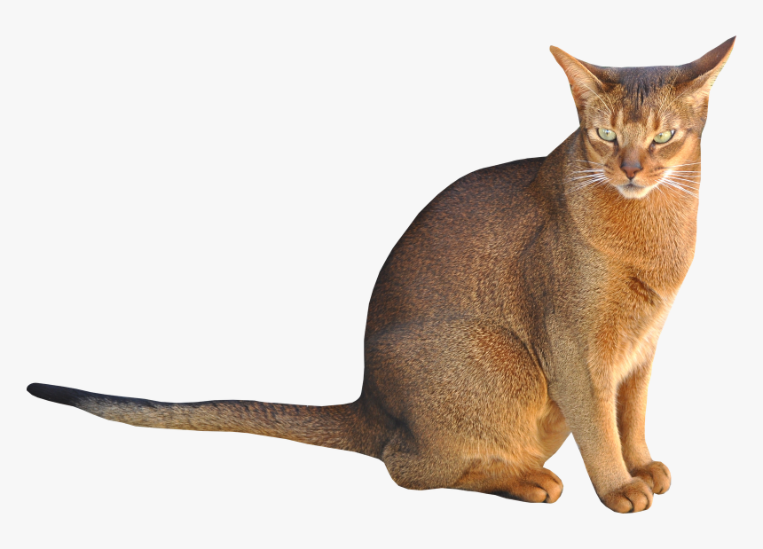 Cat Sitting Transparent Background, HD Png Download
