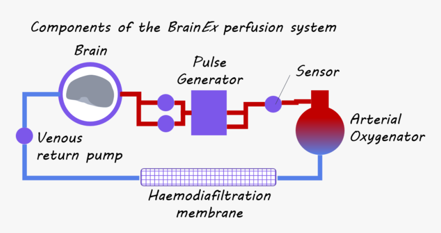 Deb - Inflammatory Responses In The Brain, HD Png Download