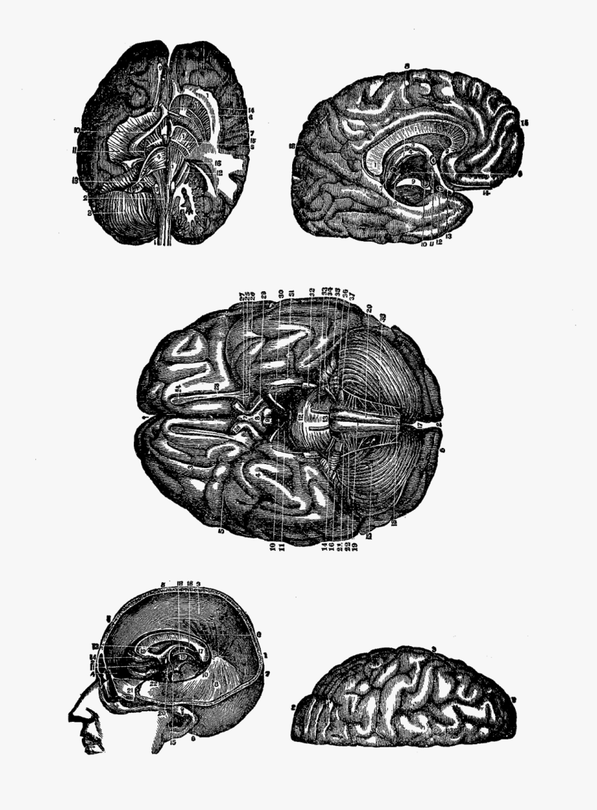 Human Brain, HD Png Download