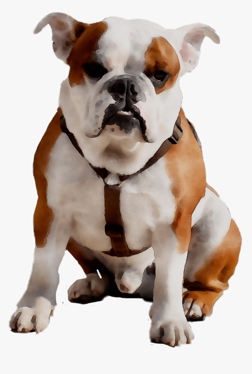 Old English Bulldog Olde English Bulldogge American - Bulldog American Toy, HD Png Download